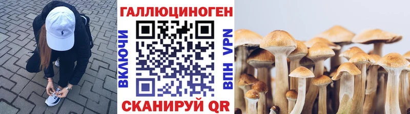 как найти   Кызыл  Псилоцибиновые грибы Magic Shrooms 